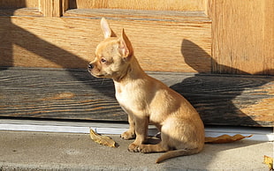 short-coated tan puppy siting beside brown wooden board HD wallpaper